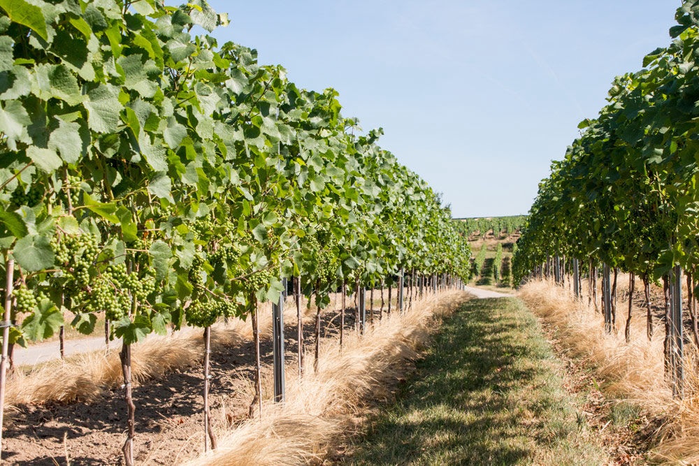 Weinberge des Weinguts Keiper-Delp