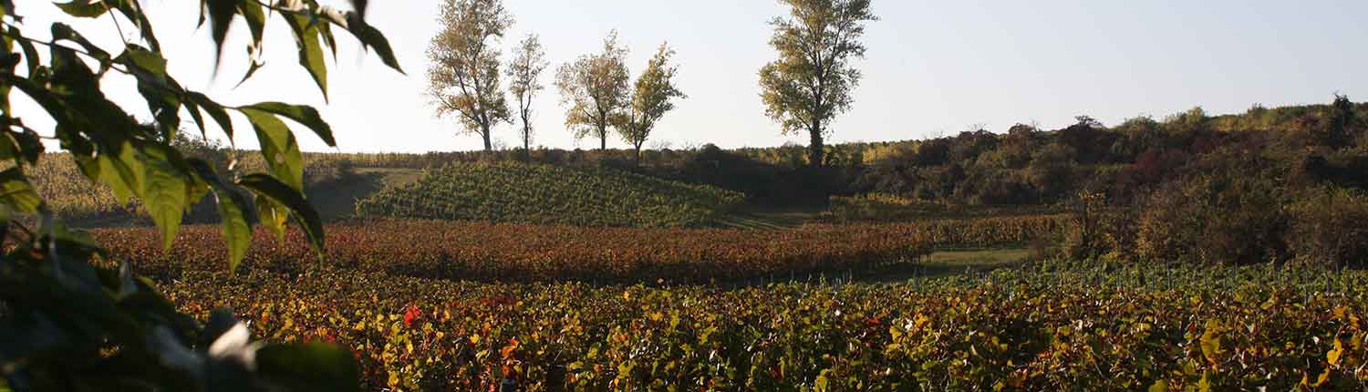 Weinberge des Weinguts Müller-Dr. Becker
