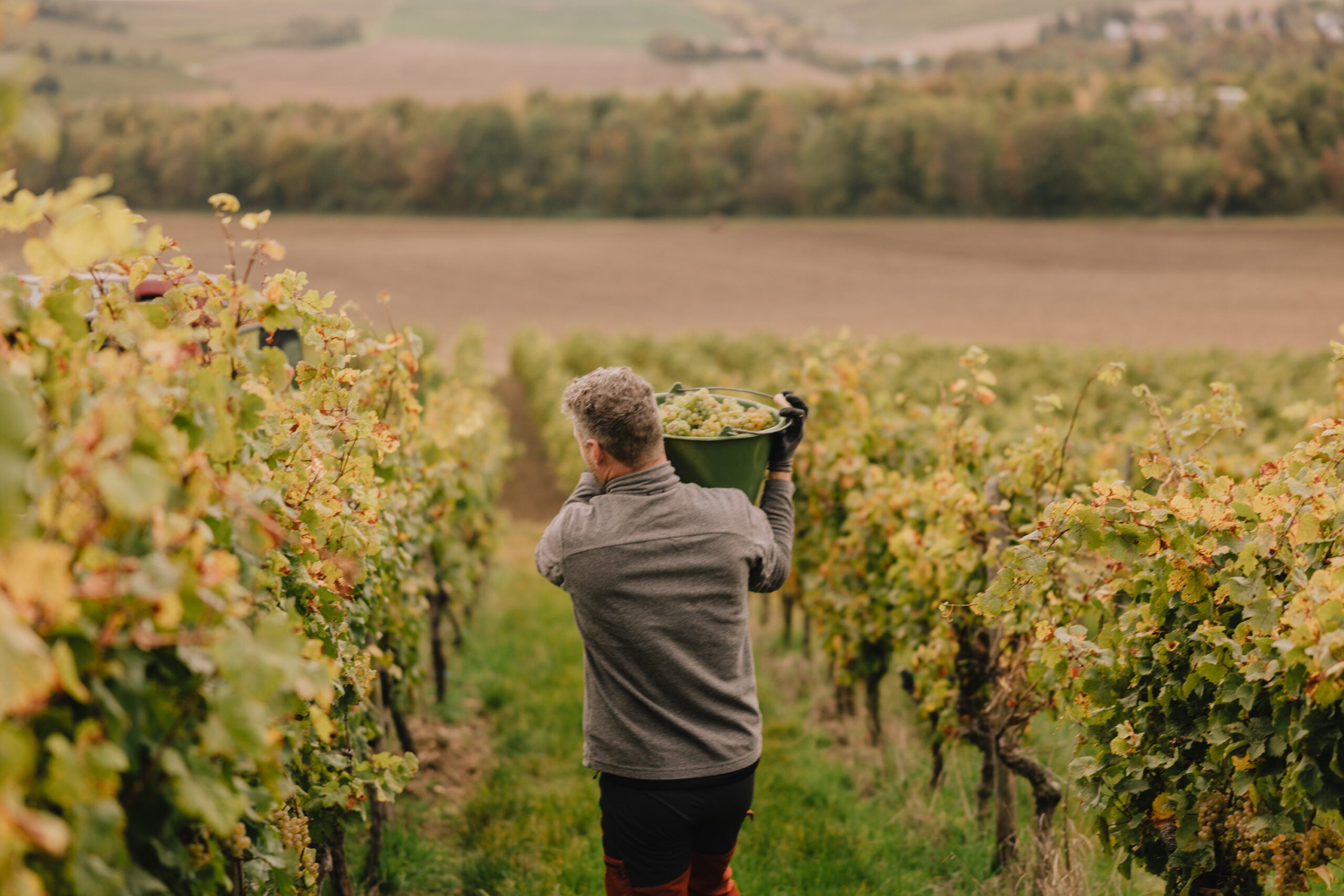 Arbeit im Wingert beim Weingut Stoll